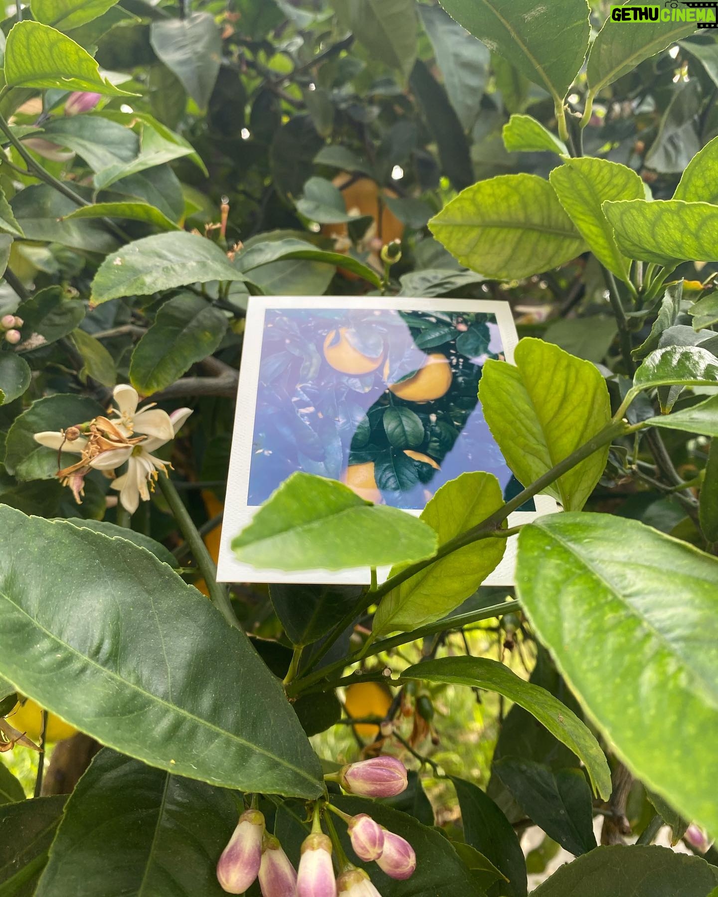 Maripol - 643 Likes - Plants and fruits of Life for you. @polaroid SX 70 color @polaroid #polaroid @swoonhq #CreateArtForEarth #womenphotographers 🌴💋