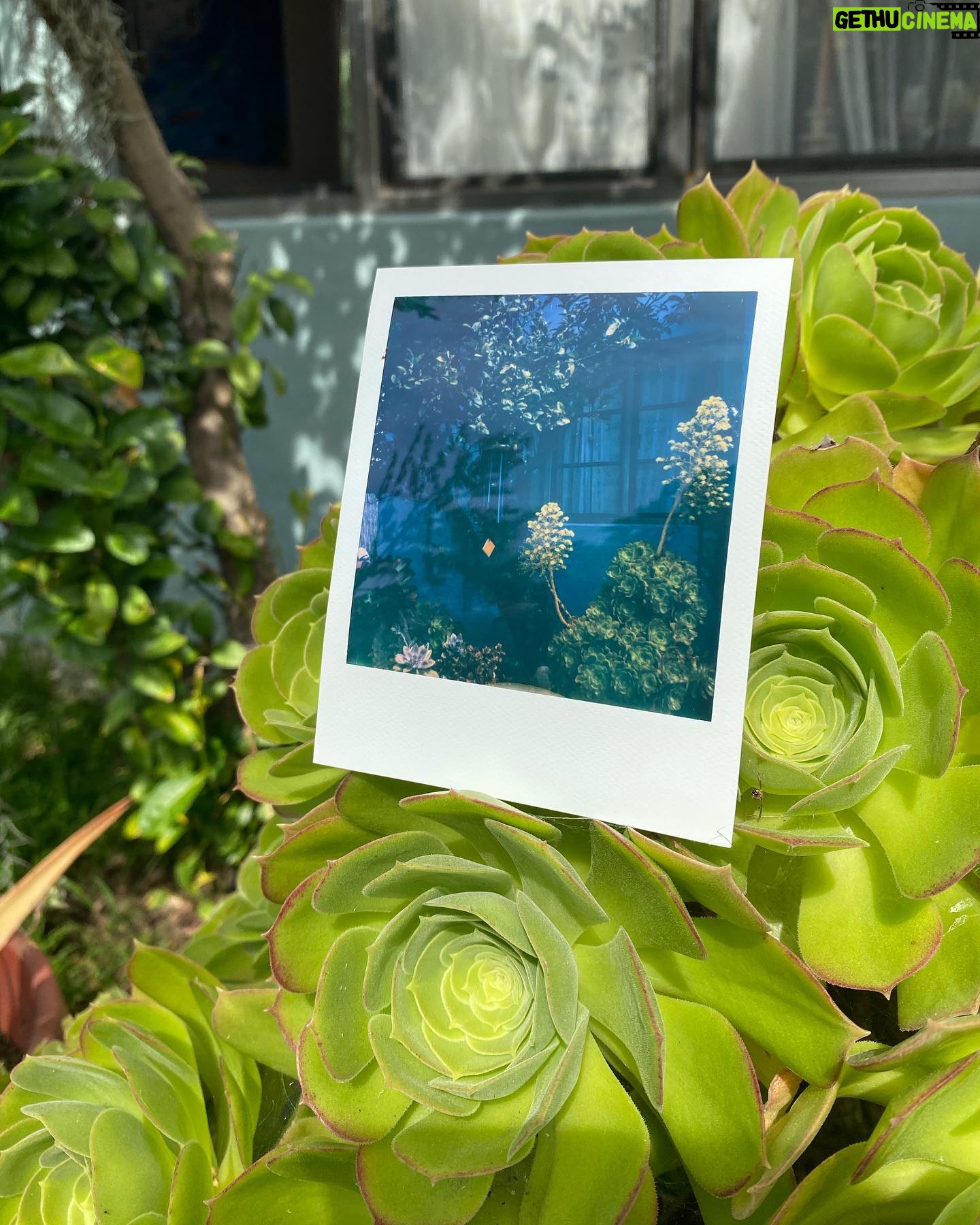 Maripol - 643 Likes - Plants and fruits of Life for you. @polaroid SX 70 color @polaroid #polaroid @swoonhq #CreateArtForEarth #womenphotographers 🌴💋