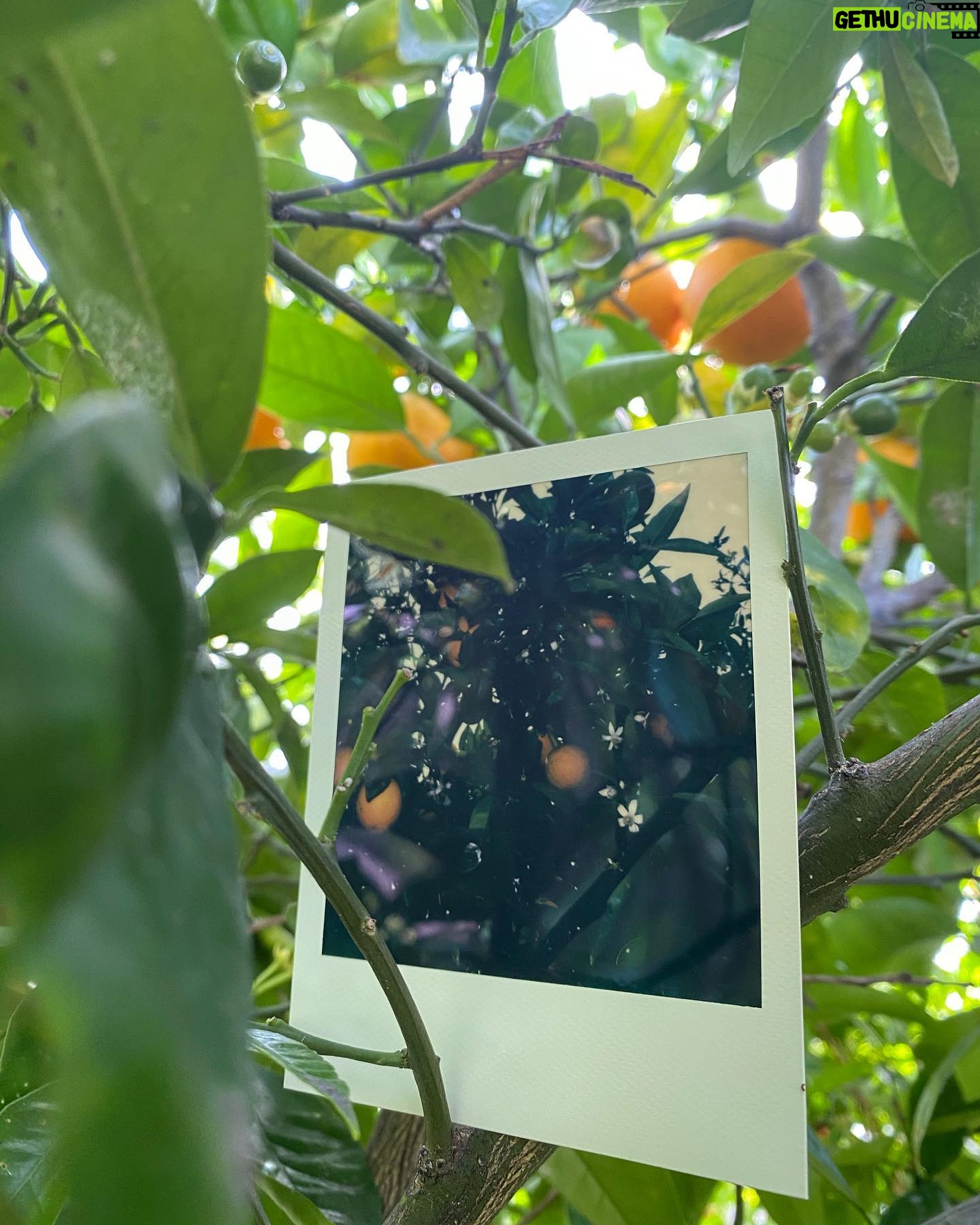 Maripol - 643 Likes - Plants and fruits of Life for you. @polaroid SX 70 color @polaroid #polaroid @swoonhq #CreateArtForEarth #womenphotographers 🌴💋