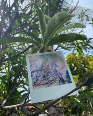 Maripol Instagram - Plants and fruits of Life for you.  @polaroid  SX 70 color @polaroid  #polaroid @swoonhq #CreateArtForEarth #womenphotographers 🌴💋
