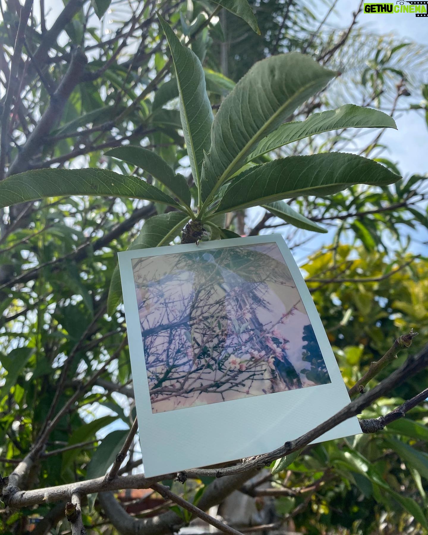 Maripol - 643 Likes - Plants and fruits of Life for you. @polaroid SX 70 color @polaroid #polaroid @swoonhq #CreateArtForEarth #womenphotographers 🌴💋