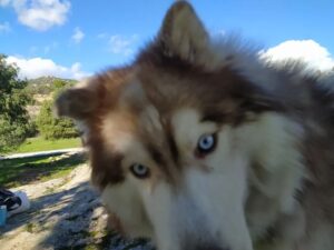 Marita Zafra Instagram - Aprovechando el festivo para pasear con mi amor siberiano @elhachisiberiano2017 tan bonito él, y lo poco que le gustan las fotoss🤣
Qué no nos frenen que tiramos montaña arriba!💙🌞