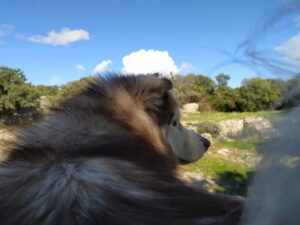 Marita Zafra Instagram - Aprovechando el festivo para pasear con mi amor siberiano @elhachisiberiano2017 tan bonito él, y lo poco que le gustan las fotoss🤣
Qué no nos frenen que tiramos montaña arriba!💙🌞