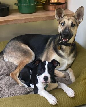 Mark Duplass Instagram - This is Murphy. He’s about 10 weeks old and he just joined our family. He loves Dave Brubeck era jazz, playing with his new friend Blue, and escaping anything that contains him. As a rescue pup, he carries that appreciation of every small thing… food, soft bed, naps in the sun. Today I’m going to let him inspire me. I am going to remind myself that we are all lucky to be here, at all. And when I get home from work I’m going to snuggle the shit out of him.