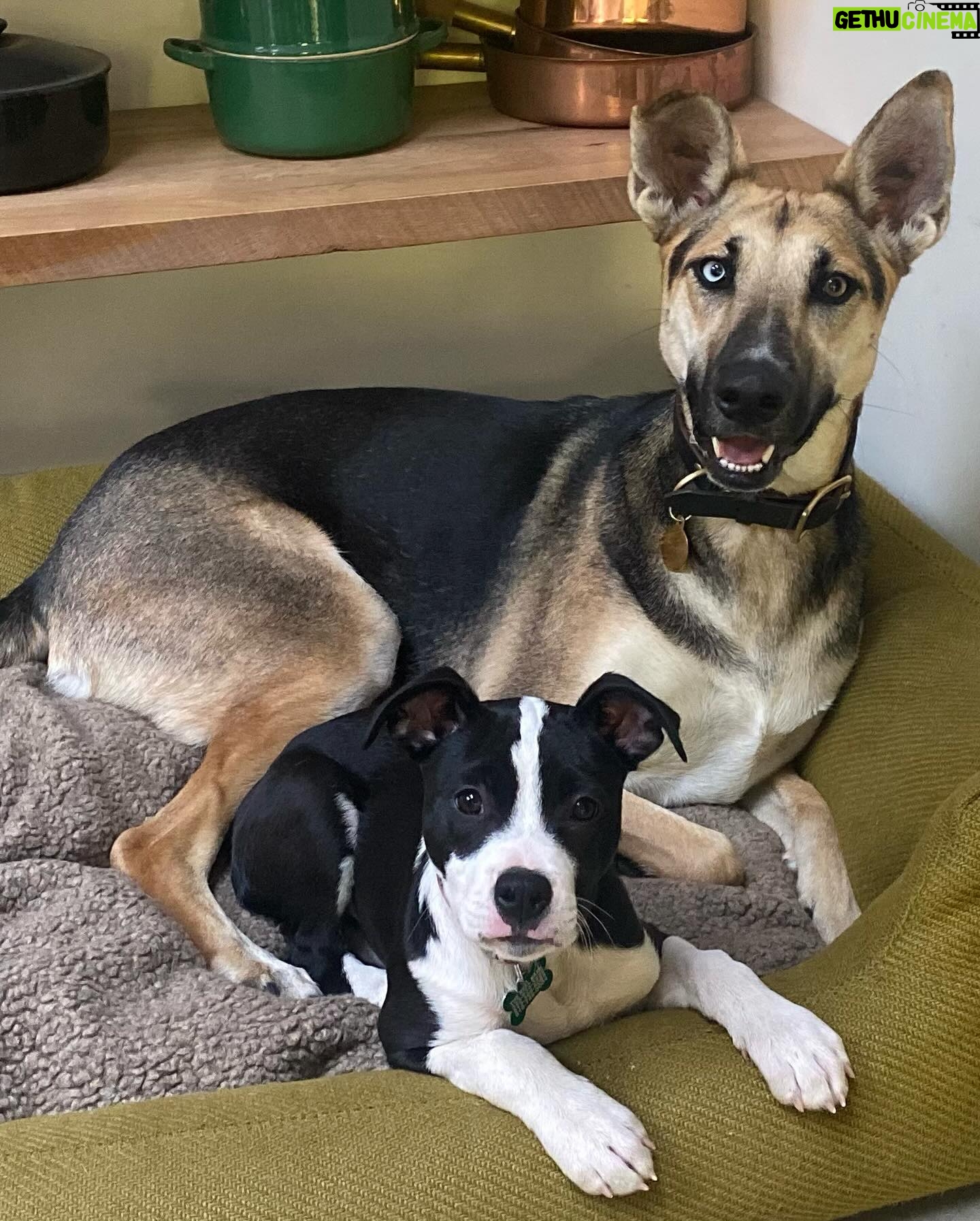 Mark Duplass - 13.9K Likes - This is Murphy. He’s about 10 weeks old and he just joined our family. He loves Dave Brubeck era jazz, playing with his new friend Blue, and escaping anything that contains him. As a rescue pup, he carries that appreciation of every small thing… food, soft bed, naps in the sun. Today I’m going to let him inspire me. I am going to remind myself that we are all lucky to be here, at all. And when I get home from work I’m going to snuggle the shit out of him.