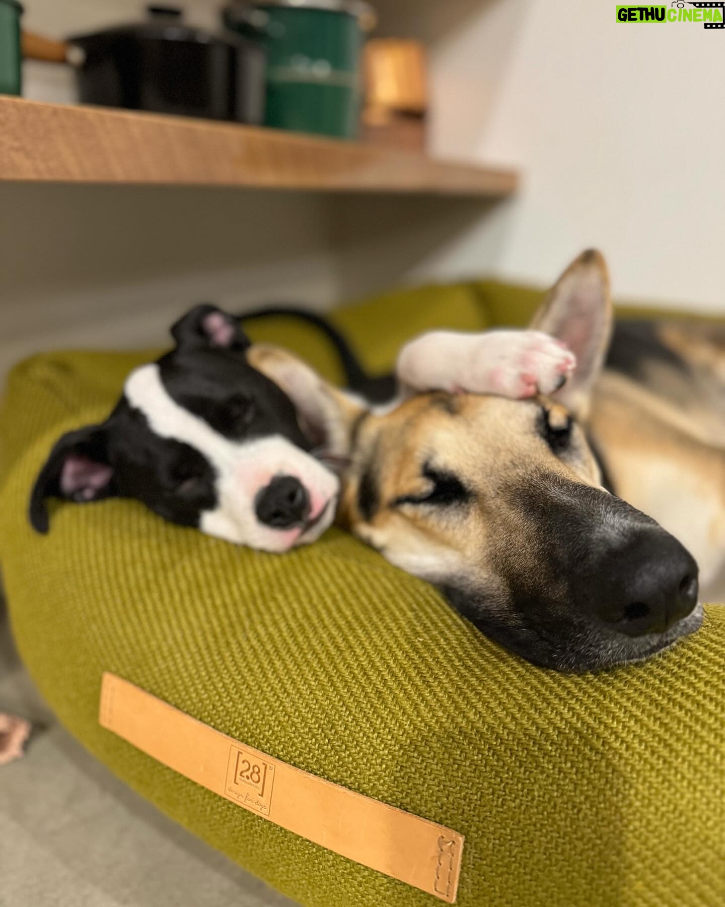 Mark Duplass - 13.9K Likes - This is Murphy. He’s about 10 weeks old and he just joined our family. He loves Dave Brubeck era jazz, playing with his new friend Blue, and escaping anything that contains him. As a rescue pup, he carries that appreciation of every small thing… food, soft bed, naps in the sun. Today I’m going to let him inspire me. I am going to remind myself that we are all lucky to be here, at all. And when I get home from work I’m going to snuggle the shit out of him.