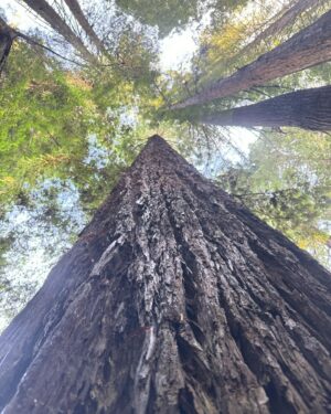 Mark Duplass Instagram - After the holiday madness, Katie and I try to go away for a few quiet days at the beginning of each year. These are special times for us. We don’t do much. Walk, talk, sit and look at some simple aspect of nature. And we think about last year and what we’d like this year to be.

This year, I am having this vision of my “woog” (that special anxiety/depression combination I know so well) as a sort of superpower. Yes, it’s a heavy load to carry. No, I wouldn’t have chosen it for myself. But it has genuinely afforded me some wonderful things. A few off the top of my head:

It forces me to drop deeply into myself and be 100% present. My woogie days don’t fly by unnoticed. That’s a true gift.

It affords me a deeper sense of empathy for anyone I meet who is suffering.

It makes me extra raw and vulnerable, which has directly informed who I am as an artist and a human.

So I’m going to try to co-exist with my woog a bit more peacefully this year. Still be smart and vigilant with my systems (good sleep, proper medication, therapy, clean diet, etc). But I’m going to try to see my woogie visitor as less of my direct nemesis and more of a frenemy. And see what happens.
