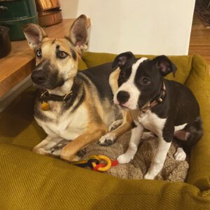 Mark Duplass Instagram - In the last last year we've rescued two pups. They have changed our lives in the best way. There are so many studies of how rescue dogs help us as much as we help them. I can't think of a better thing to do for them and ourselves in such turbulent times. #rescuedogs #mentalhealth