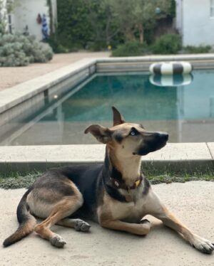 Mark Duplass Instagram - This sweet girl is a rescue pup. 

She is so happy with the simplest comforts… food, naps, snuggles, playtime. 

She has taught me so much. Given me so much. 

If you’re missing a little something in your life, please consider pet adoption. 

One of the best decisions @katieaselton and I ever made.