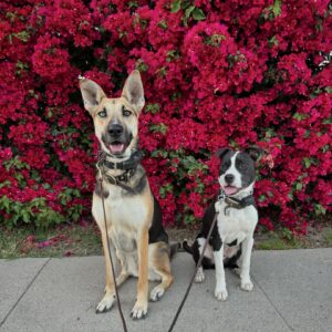 Mark Duplass Instagram - Money can’t buy happiness. 

But it can buy rescue dogs. 

For most of my life I have been allergic to dogs. And so I was never a “dog person.” But one day we decided to try it anyway and we adopted Blue (the big one). I’ll never forget when I told my incredible, wise friend @jenniferaniston that I was adopting a dog. She looked me in the eye with a gentle, knowing smile and said…

“Let her teach you.”

So that’s what I’ve been doing. 

And then we got Murphy (the smaller one). 

And I can’t describe the joy, fun, love and snuggles these pups have brought into our home. 

Rescue a pup. 

They’ll rescue you right back.