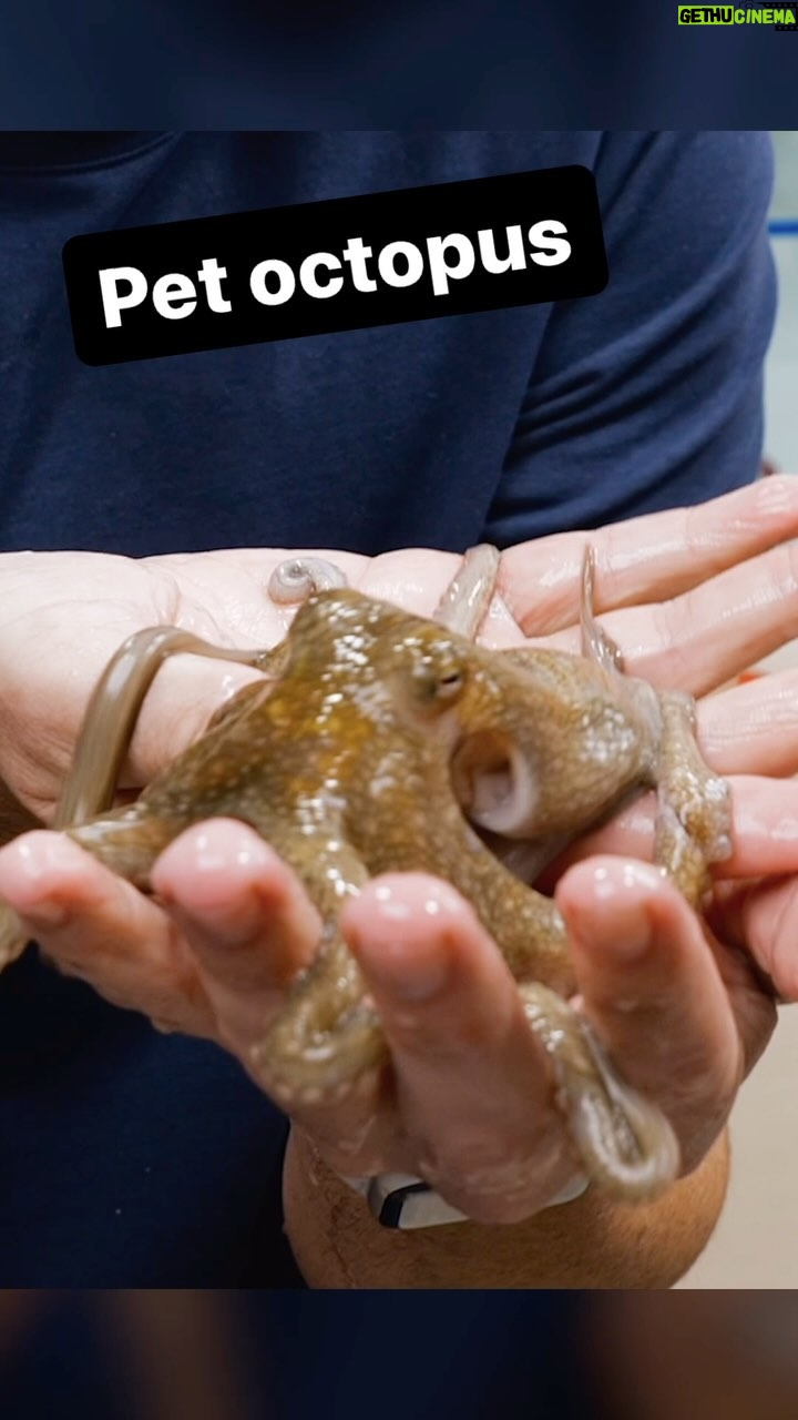 Mark Rober - 231.1K Likes - NEW VIDEO! I built a 9 part underwater obstacle course for my pet Octopus named Sashimi and was outsmarted at just about every turn.