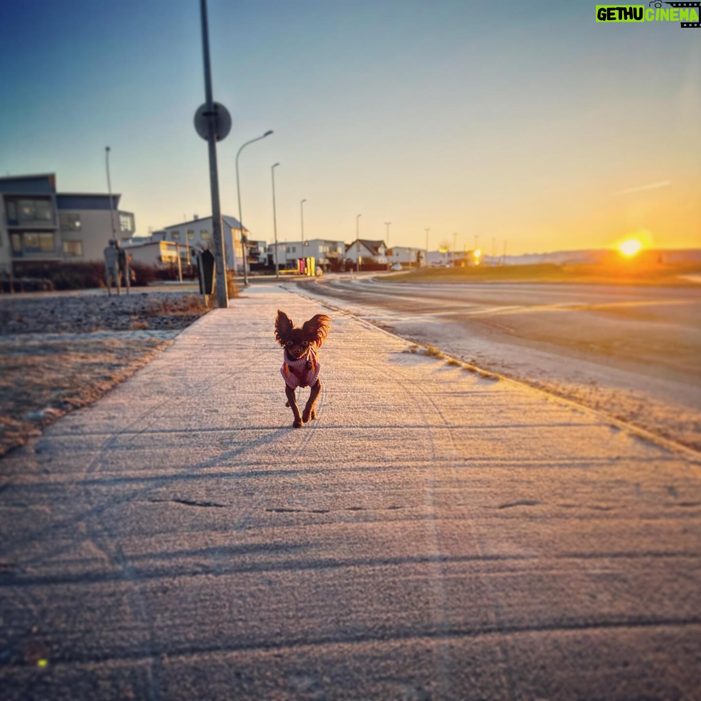 Markéta Irglová - 520 Likes - My companions on these beautiful winter walks ❄️