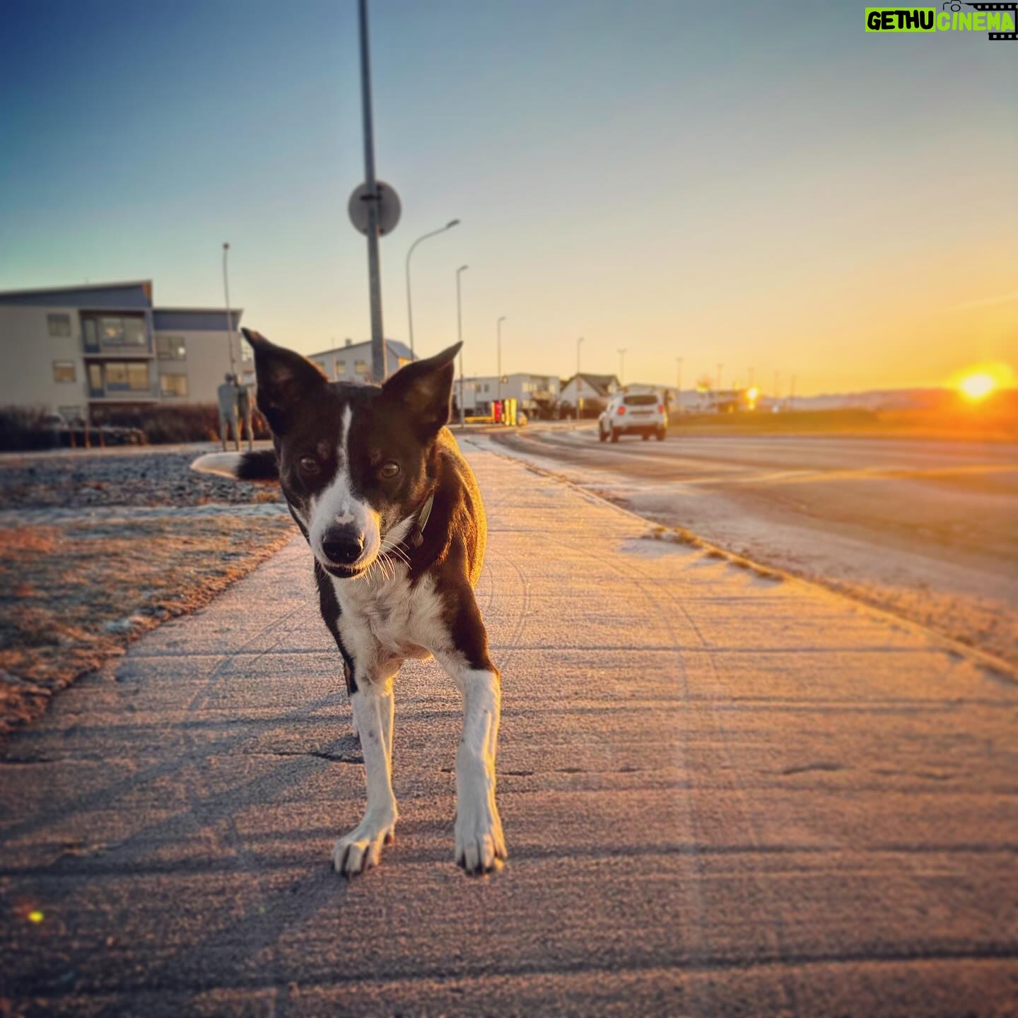 Markéta Irglová - 520 Likes - My companions on these beautiful winter walks ❄️