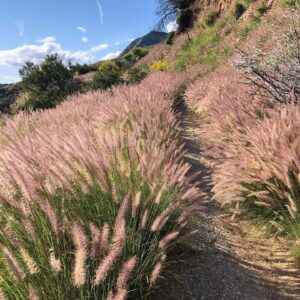 Marley Shelton Instagram - We are all forging a lot of new paths these days.  Got to see this natural beauty on my hike yesterday.  Such a good visual metaphor.