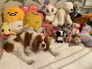 Marley Shelton Instagram - Which animal is the real one?  #lily #kingcharlescavalier ❤️❤️❤️