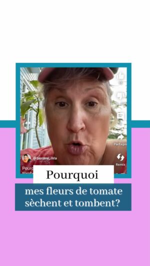 Marthe Laverdière Instagram - Pourquoi mes fleurs de tomate sèchent et tombent avant de donner un fruit?🥲 Ne vous en faites pas, c’est normal en temps de canicule! Voici pourquoi.
#cultivetonbonheur 🌱

•

•

•

•

#marthelaverdiere #marthelaverdière #horticulture #tomate
