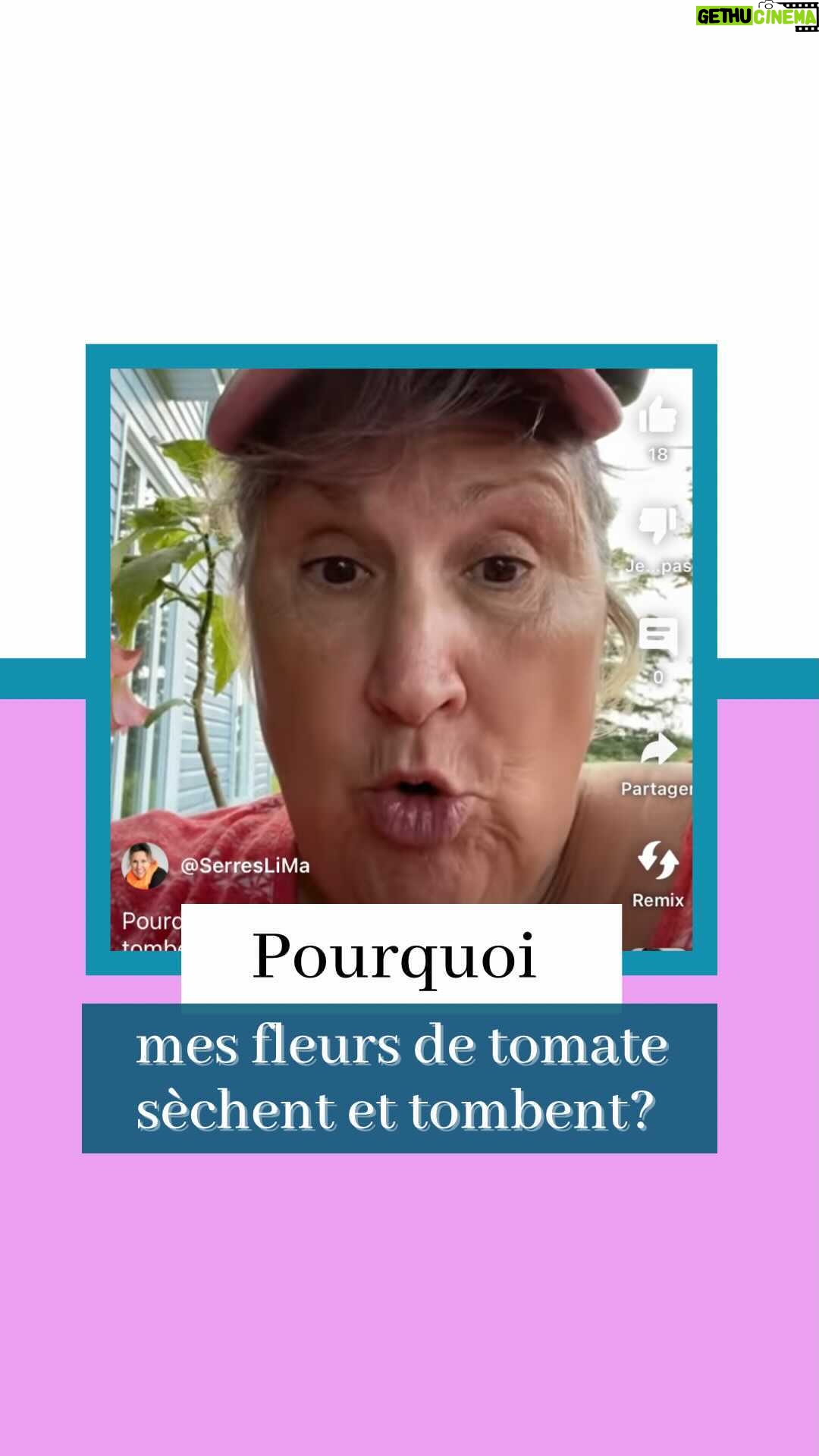 Marthe Laverdière - 2.2K Likes - Pourquoi mes fleurs de tomate sèchent et tombent avant de donner un fruit?🥲 Ne vous en faites pas, c’est normal en temps de canicule! Voici pourquoi.
#cultivetonbonheur 🌱
•
•
•
•
#marthelaverdiere #marthelaverdière #horticulture #tomate