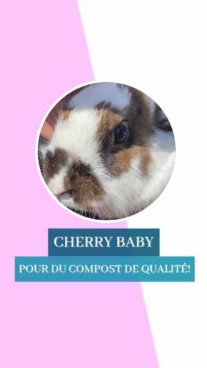 Marthe Laverdière Instagram - Je vous présente Cherry Baby!🥰 Grâce à elle, j’ai du super bon compost!😄
#cultivetonbonheur 

•

•

•

•

#marthelaverdiere #horticultrice #boncompost #jardinageconscient #jardinresponsable #écouterlanature #horticulturequebec #lapin #cherrybaby #permaculture