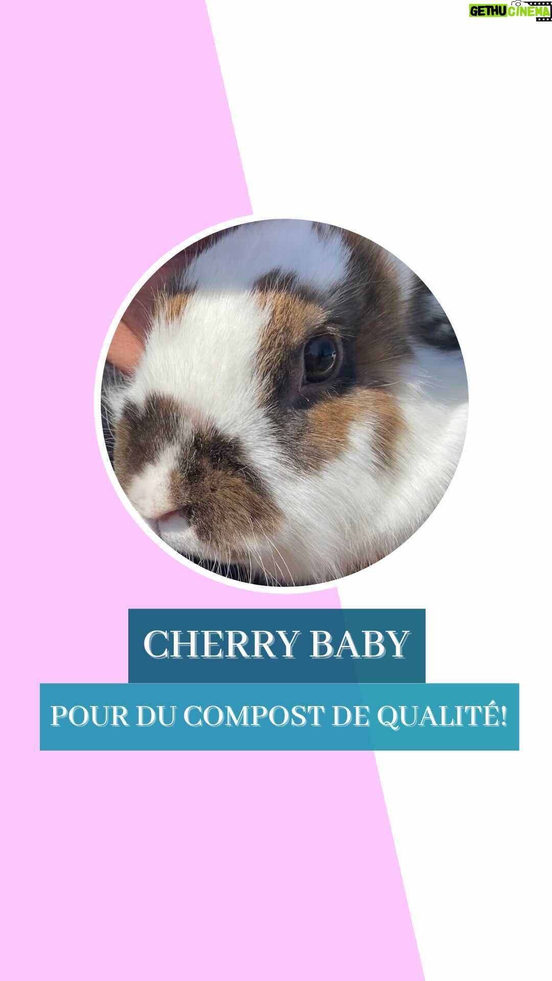 Marthe Laverdière - 875 Likes - Je vous présente Cherry Baby!🥰 Grâce à elle, j’ai du super bon compost!😄
#cultivetonbonheur
•
•
•
•
#marthelaverdiere #horticultrice #boncompost #jardinageconscient #jardinresponsable #écouterlanature #horticulturequebec #lapin #cherrybaby #permaculture