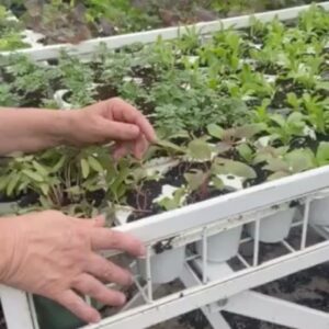 Marthe Laverdière Instagram - Je vous fais un petit tour rapide de ma belle serre🪴💕☺️
👉🏻Glissez vers la gauche pour les vidéos!

•

•

•

•

#marthelaverdiere #horticulture #horticultrice #printemps2021 #printemps #printempsquebecois #serres #jardin #jardinage #plaisirsimple