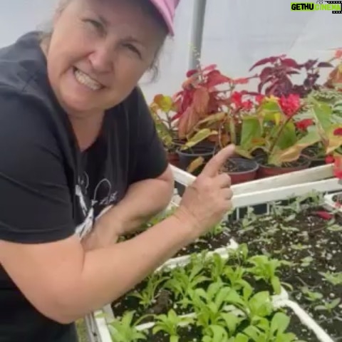 Marthe Laverdière - 290 Likes - Je vous fais un petit tour rapide de ma belle serre🪴💕☺️
👉🏻Glissez vers la gauche pour les vidéos!
•
•
•
•
#marthelaverdiere #horticulture #horticultrice #printemps2021 #printemps #printempsquebecois #serres #jardin #jardinage #plaisirsimple