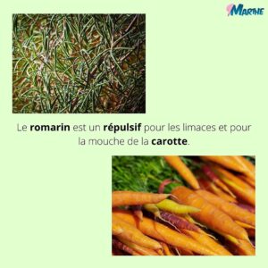 Marthe Laverdière Instagram - Je vous parle fines herbes et compagnonnage!🌱 Pour un beau jardin en santé.😍
Savez-vous ce qu’est le compagnonnage?
Rendez-vous sur la chaîne Youtube des Serres Li-Ma pour la capsule sur le même sujet!
#cultivetonbonheur 💞

•

•

•

•

•

#marthelaverdiere #horticulture #horticultrice #finesherbes #jardin #jardinage #compagnonnage #basilic #coriandre #tomate #fleurs #printemps #été #youtube #santé