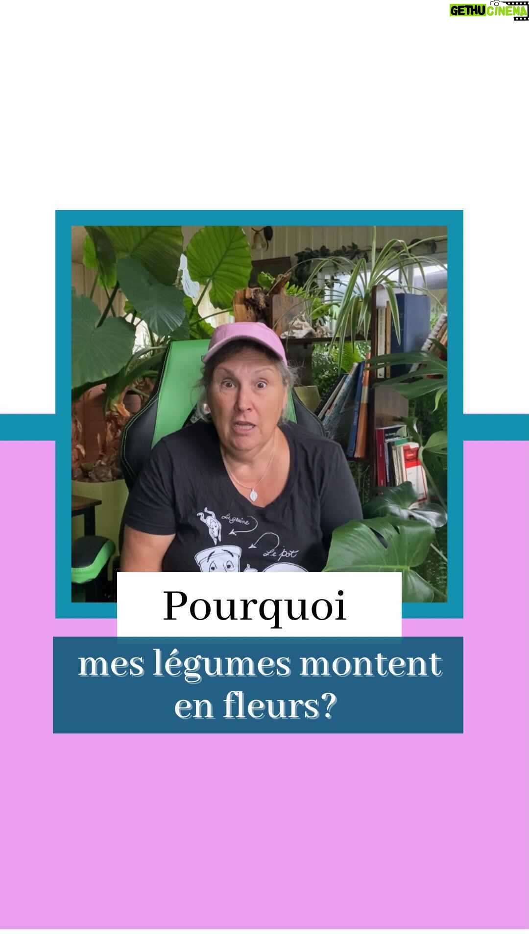 Marthe Laverdière - 3.1K Likes - Je reçois beaucoup de questions de gens qui me demandent pourquoi leurs légumes montent tout de suite en fleurs et font des graines, sans qu’ils aient eu le temps de récolter quoi que ce soit.🥦 Malheureusement, en ce moment, c’est normal! Je vous explique ici pourquoi.☺️
#cultivetonbonheur 💗
•
•
•
•
#marthelaverdiere #marthelaverdière #horticulture #légumes