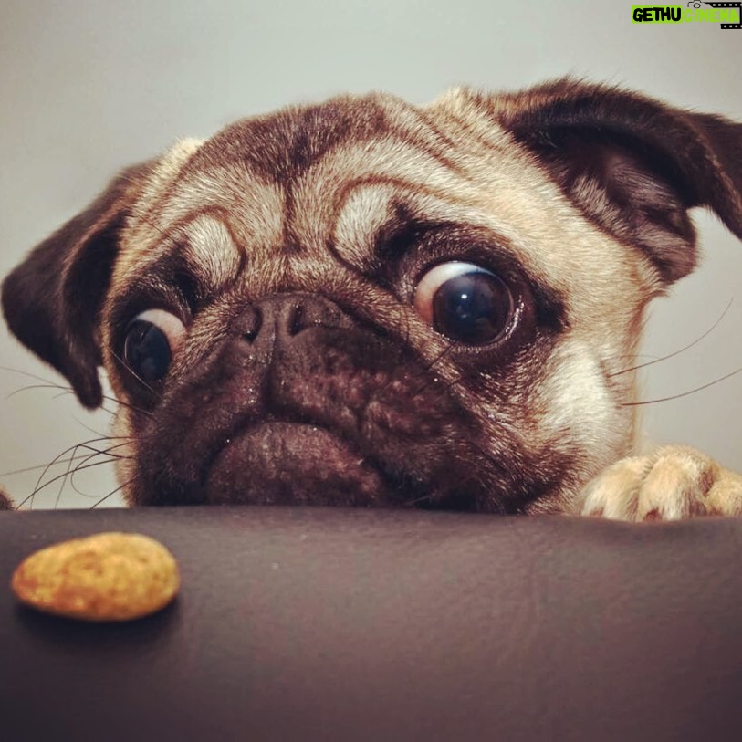 Martín Karpan - 4.3K Likes - Si quieres ayudar a que los animalitos de la fundación "gran espíritu" de mi amigo @rafaeluribe8a para que sigan protegiendolos y haciéndolos felices. Por cada post de tu mascota que coloques en instagram y uses los numerales #miercolesdemascotas, #barrigasllenas y #porrafaylamanada @agrocampoco y miércoles de mascotas donarán 200gr por cada post fijo que tu subas. Quien se suma?