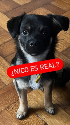 Martín Piroyansky Instagram - Es un chiste chicos