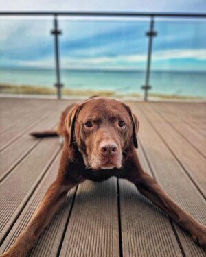 Martin Rudloff Instagram - Just for all Maya Fans 🫶🏻‼️#seelenhund