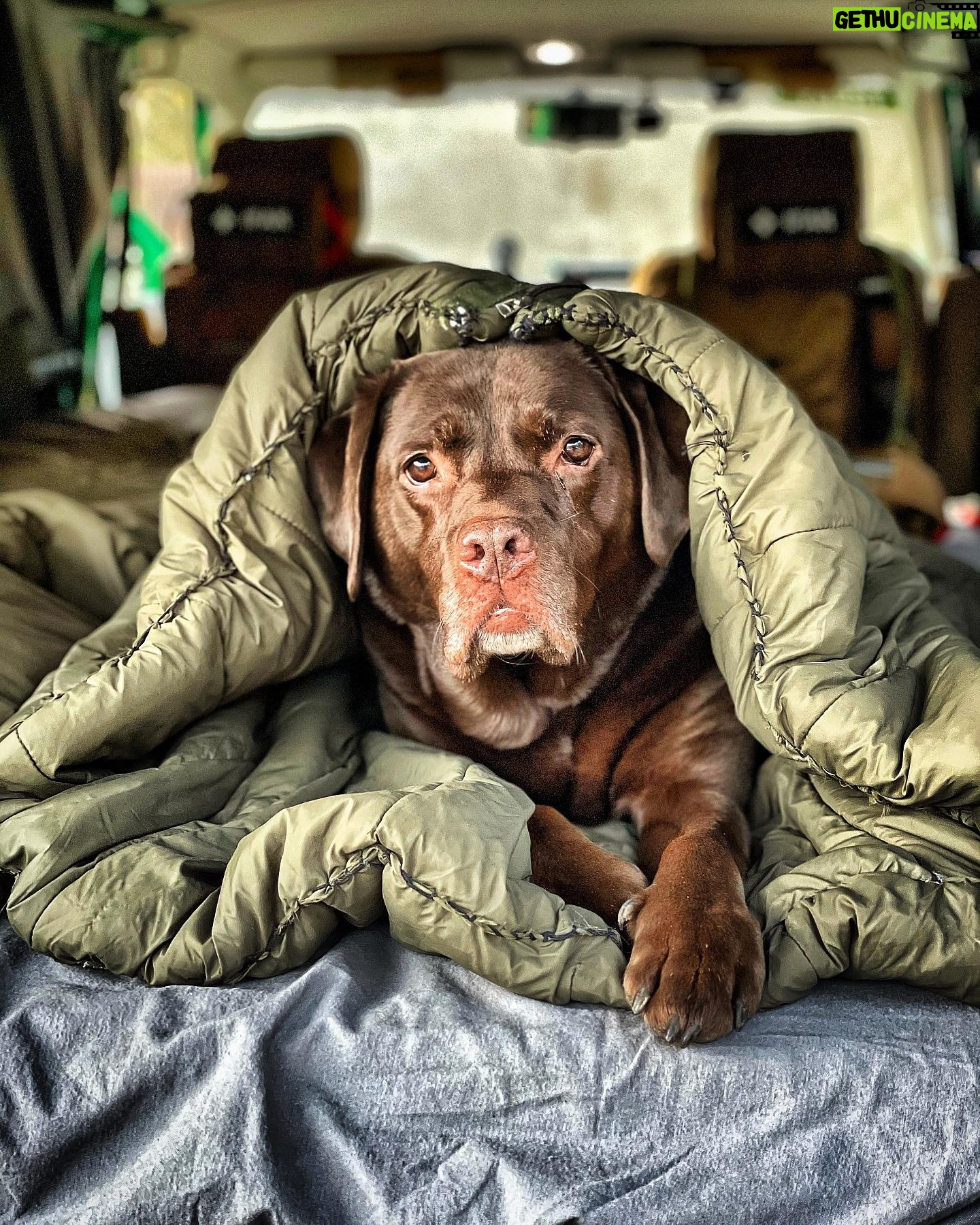Martin Rudloff - 22K Likes - Werbung‼️Erste SCHLAFSACK Übernachtung im Prepper Van knapp überlebt‼️💪🏻🚌
•-------------------------------------------------•
#maya #labradorretriever #labrador #chocolab #instagrampets #dreamteam #ilovemydog #dog #dogofinstagram #retriever #survivalmattin #uünk