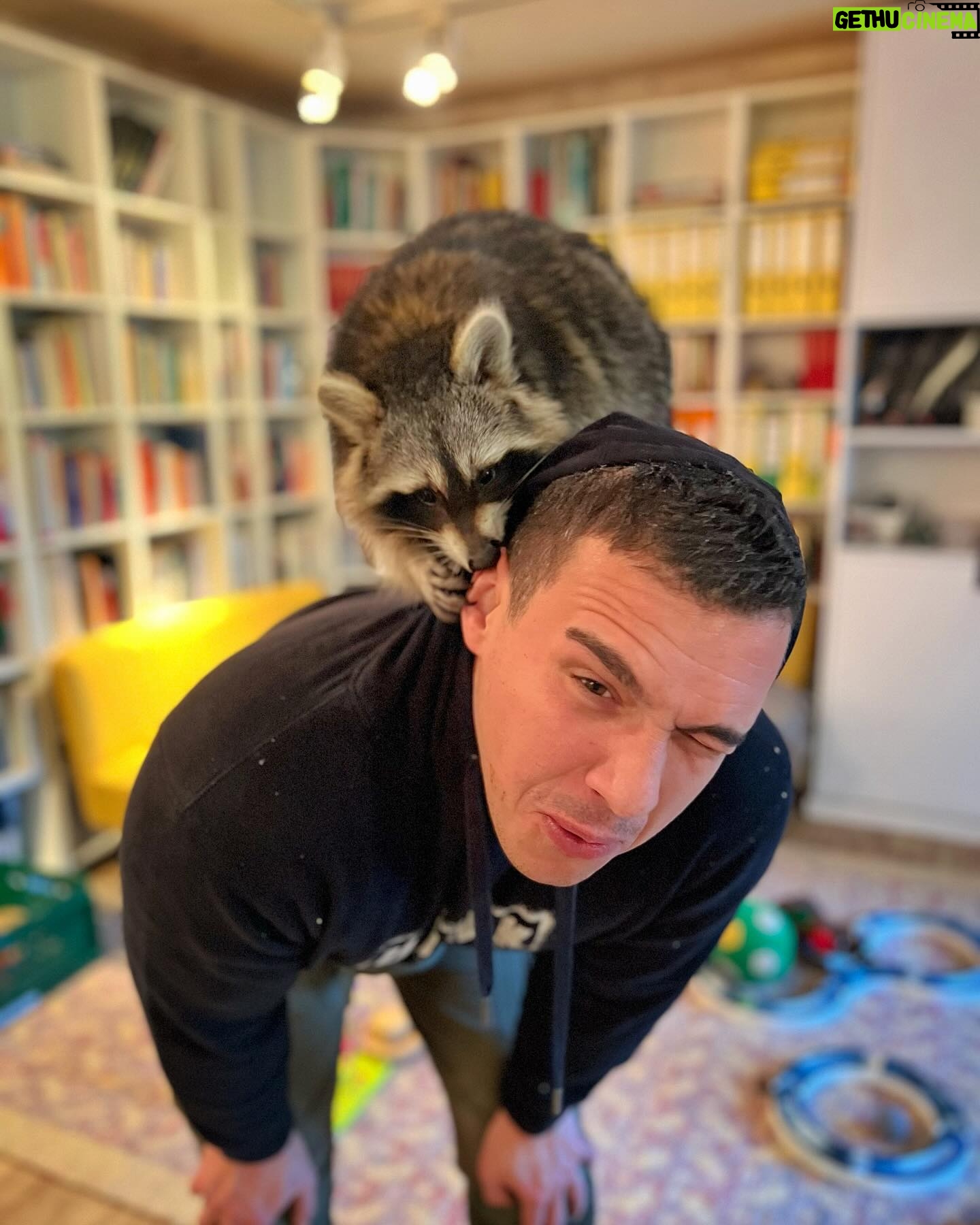 Martin Rudloff - 44.4K Likes - Ich hab noch ein paar Fotos gefunden, wollte euch diese natürlich nicht vorenthalten. 🫶🏻‼️
Bitte nicht vergessen, Waschbären sind normalerweise wilde Tiere und keine Kuschelmonster.
Paulina (auf meinem Rücken) wurde mit der Flasche gross gezogen und ist quasi Botschafter/in ihrer Art.
⚠️@fritzi_the_rescue_racoon ⚠️
Ich weiss auch das diese Bären für hitzige Diskussionen gesorgt haben und sorgen. Deshalb lasst uns einfach froh und munter sein und ich hab die Bärchen trotzdem lieb. #liebe❤️
🎄