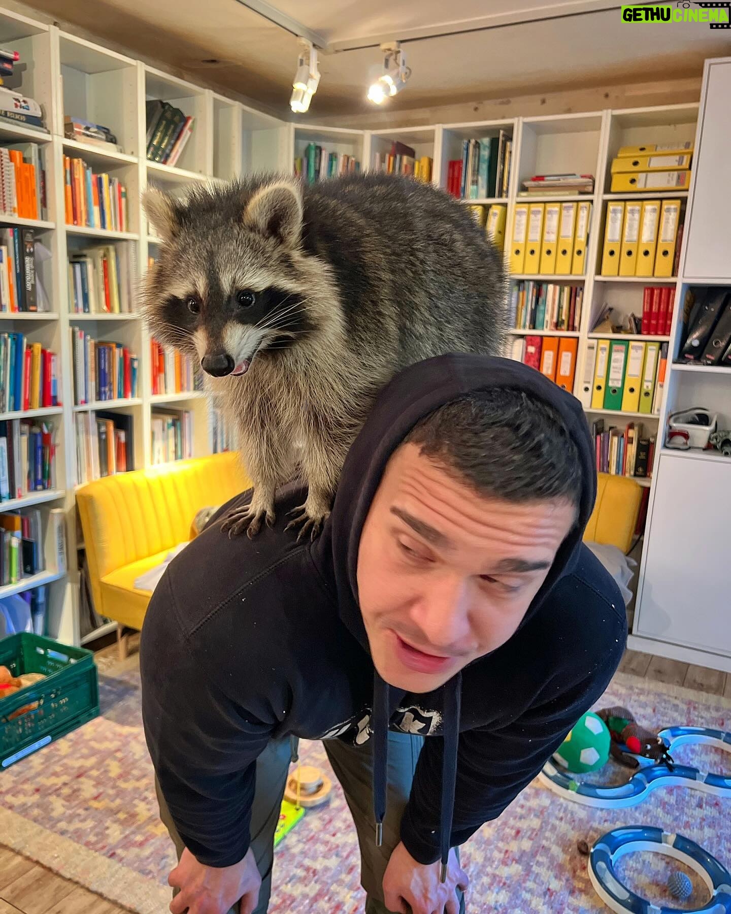 Martin Rudloff - 44.4K Likes - Ich hab noch ein paar Fotos gefunden, wollte euch diese natürlich nicht vorenthalten. 🫶🏻‼️
Bitte nicht vergessen, Waschbären sind normalerweise wilde Tiere und keine Kuschelmonster.
Paulina (auf meinem Rücken) wurde mit der Flasche gross gezogen und ist quasi Botschafter/in ihrer Art.
⚠️@fritzi_the_rescue_racoon ⚠️
Ich weiss auch das diese Bären für hitzige Diskussionen gesorgt haben und sorgen. Deshalb lasst uns einfach froh und munter sein und ich hab die Bärchen trotzdem lieb. #liebe❤️
🎄