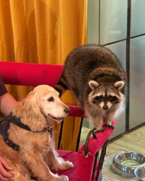 Martin Rudloff Instagram - Ich hab noch ein paar Fotos gefunden, wollte euch diese natürlich nicht vorenthalten. 🫶🏻‼️
Bitte nicht vergessen, Waschbären sind normalerweise wilde Tiere und keine Kuschelmonster. 
Paulina (auf meinem Rücken) wurde mit der Flasche gross gezogen und ist quasi Botschafter/in ihrer Art. 

⚠️@fritzi_the_rescue_racoon ⚠️

Ich weiss auch das diese Bären für hitzige Diskussionen gesorgt haben und sorgen. Deshalb lasst uns einfach froh und munter sein und ich hab die Bärchen trotzdem lieb. #liebe❤️ 

🎄
