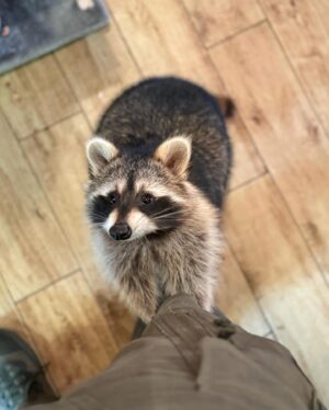 Martin Rudloff Instagram - Ich hab noch ein paar Fotos gefunden, wollte euch diese natürlich nicht vorenthalten. 🫶🏻‼️
Bitte nicht vergessen, Waschbären sind normalerweise wilde Tiere und keine Kuschelmonster. 
Paulina (auf meinem Rücken) wurde mit der Flasche gross gezogen und ist quasi Botschafter/in ihrer Art. 

⚠️@fritzi_the_rescue_racoon ⚠️

Ich weiss auch das diese Bären für hitzige Diskussionen gesorgt haben und sorgen. Deshalb lasst uns einfach froh und munter sein und ich hab die Bärchen trotzdem lieb. #liebe❤️ 

🎄