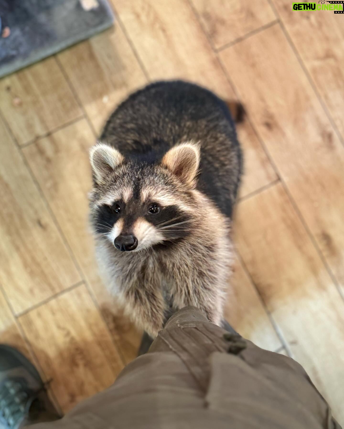 Martin Rudloff - 44.4K Likes - Ich hab noch ein paar Fotos gefunden, wollte euch diese natürlich nicht vorenthalten. 🫶🏻‼️
Bitte nicht vergessen, Waschbären sind normalerweise wilde Tiere und keine Kuschelmonster.
Paulina (auf meinem Rücken) wurde mit der Flasche gross gezogen und ist quasi Botschafter/in ihrer Art.
⚠️@fritzi_the_rescue_racoon ⚠️
Ich weiss auch das diese Bären für hitzige Diskussionen gesorgt haben und sorgen. Deshalb lasst uns einfach froh und munter sein und ich hab die Bärchen trotzdem lieb. #liebe❤️
🎄