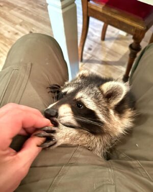 Martin Rudloff Instagram - Ich hab noch ein paar Fotos gefunden, wollte euch diese natürlich nicht vorenthalten. 🫶🏻‼️
Bitte nicht vergessen, Waschbären sind normalerweise wilde Tiere und keine Kuschelmonster. 
Paulina (auf meinem Rücken) wurde mit der Flasche gross gezogen und ist quasi Botschafter/in ihrer Art. 

⚠️@fritzi_the_rescue_racoon ⚠️

Ich weiss auch das diese Bären für hitzige Diskussionen gesorgt haben und sorgen. Deshalb lasst uns einfach froh und munter sein und ich hab die Bärchen trotzdem lieb. #liebe❤️ 

🎄