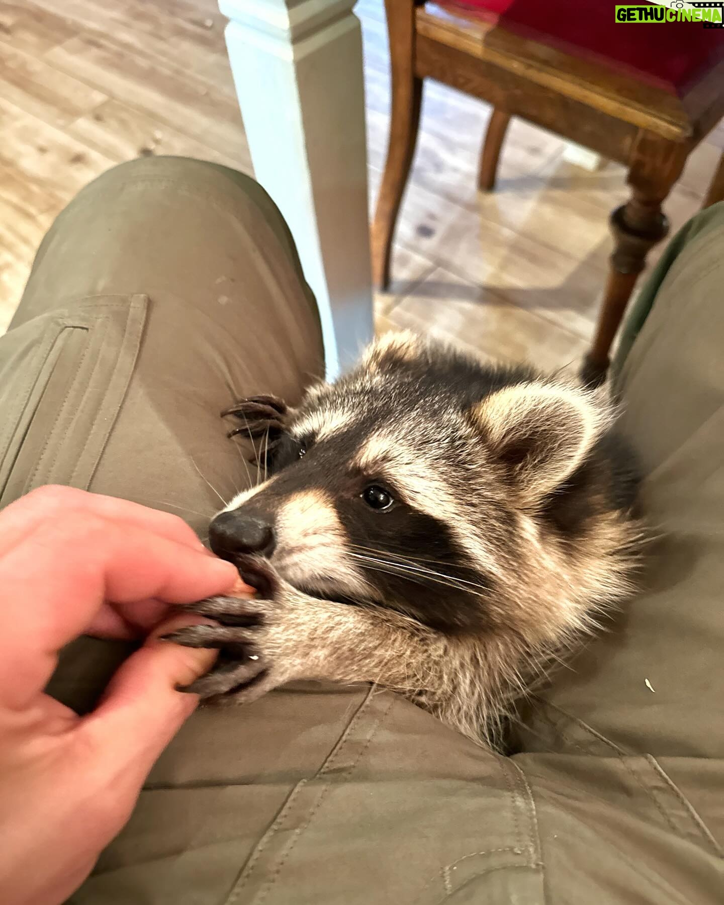 Martin Rudloff - 44.4K Likes - Ich hab noch ein paar Fotos gefunden, wollte euch diese natürlich nicht vorenthalten. 🫶🏻‼️
Bitte nicht vergessen, Waschbären sind normalerweise wilde Tiere und keine Kuschelmonster.
Paulina (auf meinem Rücken) wurde mit der Flasche gross gezogen und ist quasi Botschafter/in ihrer Art.
⚠️@fritzi_the_rescue_racoon ⚠️
Ich weiss auch das diese Bären für hitzige Diskussionen gesorgt haben und sorgen. Deshalb lasst uns einfach froh und munter sein und ich hab die Bärchen trotzdem lieb. #liebe❤️
🎄