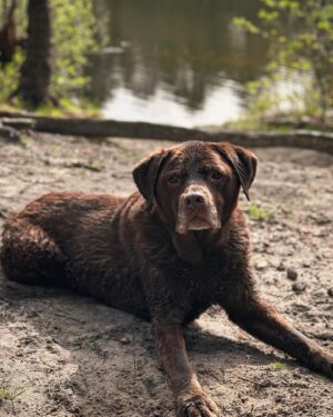 Martin Rudloff Instagram - Maya wird am 08.08 dieses Jahr 13 Jahre alt 😍🫶🏻 (nicht heute) ein verhaltenes "Danke" an die Pharmaindustrie ‼️🙈
Bade-Saison ist wieder da also ab in die kühlen Fluten.
Guten Start in die Neue Woche 💪🏻‼️☀️