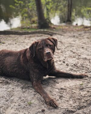 Martin Rudloff Instagram - Maya wird am 08.08 dieses Jahr 13 Jahre alt 😍🫶🏻 (nicht heute) ein verhaltenes "Danke" an die Pharmaindustrie ‼️🙈
Bade-Saison ist wieder da also ab in die kühlen Fluten.
Guten Start in die Neue Woche 💪🏻‼️☀️