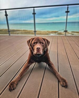 Martin Rudloff Instagram - Just for all Maya Fans 🫶🏻‼️#seelenhund