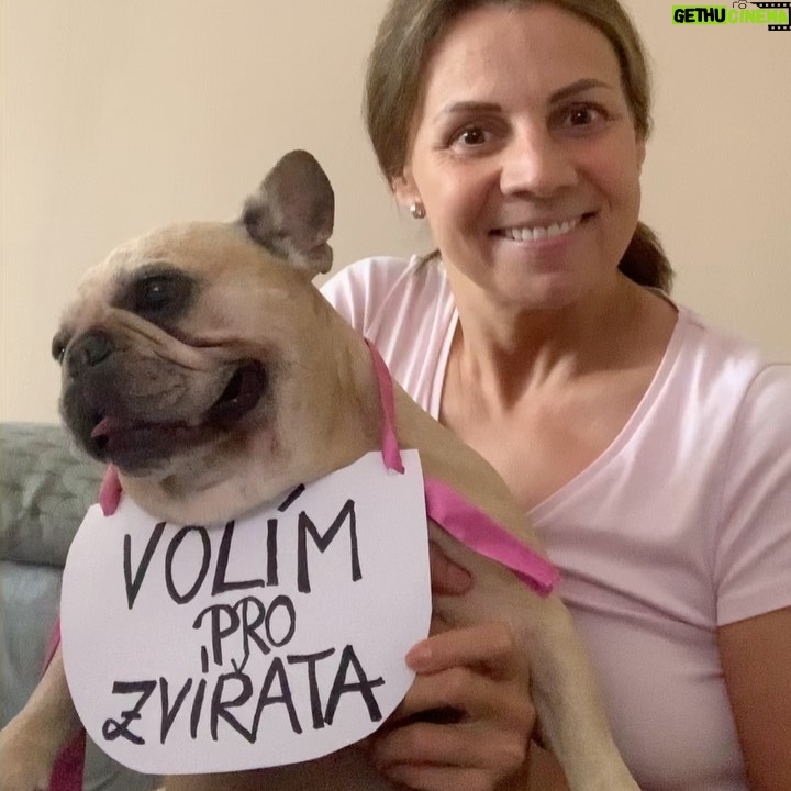 Martina Randová - 853 Likes - Moji drazí ❤️ Toto je video pro kampaň ´Volím pro zvířata ´ @obrancizvirat . 🙌🏻 Natočila jsem ho doma, rychle poslala a ……teprve pak jsem se na to video zpětně podívala !!😂😂 Zaměřte se v tom videu na Mínu. 😂😂😂Byly jsme předtím totiž venku a protože je starší, tak jí trvá déle, než se uklidní. Prosím, neposílejte na mě psí sociálku, opravdu jí netrápím, jídla má dost a hlazení taky. 😂😂😂😂😂 Musela jsem vám to sem dát, protože je strašně vtipný, jak podporuju zvířátka a můj pes se tváří, jak když ho trápím. Je to prostě buldoček. ❤️Moji milí, mějte se nádherně, ať se vám všechno daří, ať je vám hezky a pořád veselo. ❤️💁♀️💋