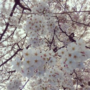 Mary Instagram - 4/6お花見をしました
お酒はよいもの