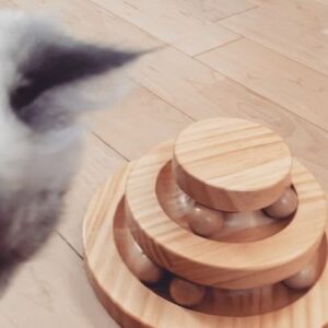 Mary Instagram - モカちゃん6ヶ月

#サイベリアン
#猫