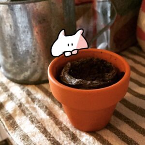 Mary Instagram - いちごの種を植えました。
ホントに芽がでるのかな？
🍓