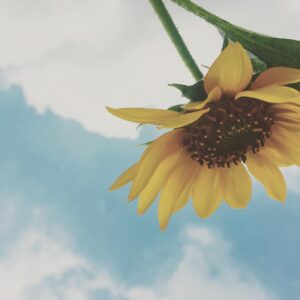 Mary Instagram - ひまわり
まっすぐ前見て歩いていけたら良いんだけどなぁ