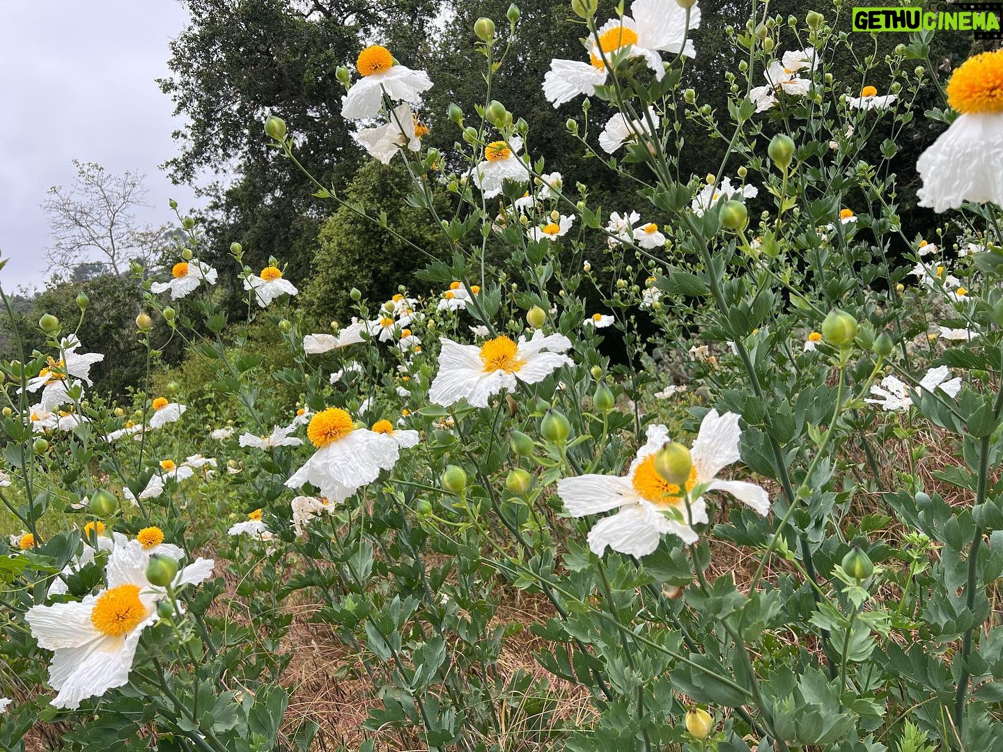 Mary Chieffo - 631 Likes - friends & flowers & forests, oh my
🌿🌸🪻🌱🌼🌹🍃🌺🌷