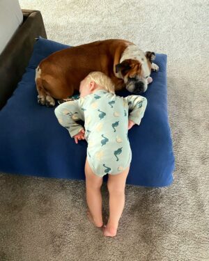 Matej Cifra Instagram - Každý deň majte v hlave aspoň jeden moment z dňa, ktorý vám vyčaril úsmev na tvári. 🐶❤️#molly #english #bulldog #love #šimi #nikdynehovoržemášzlýdeň #snívajzabdela #vašelajkysúmojekrídla
