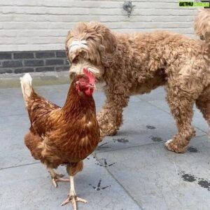 Mathias Coppens Instagram - Odette en @dr.poldoodle zijn dikke vriendjes en willen naar binnen. Maar t is mooi weer, dus moeten ze even buiten spelen, vind ik 🤪🤪🤪❤️