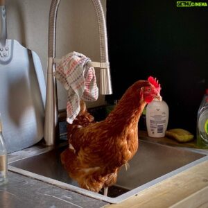 Mathias Coppens Instagram - Gelukkig is Odette proper op zichzelf, elke zondagochtend een badje in de lavabo en hup... ze kan alweer een nieuwe week aan🤪🤪🤪 @odette.dekip
